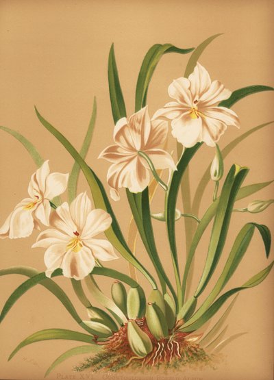 Stiefmütterchen-Orchidee, Miltoniopsis roezlii (Odontoglossum roezlii album) von Unknown